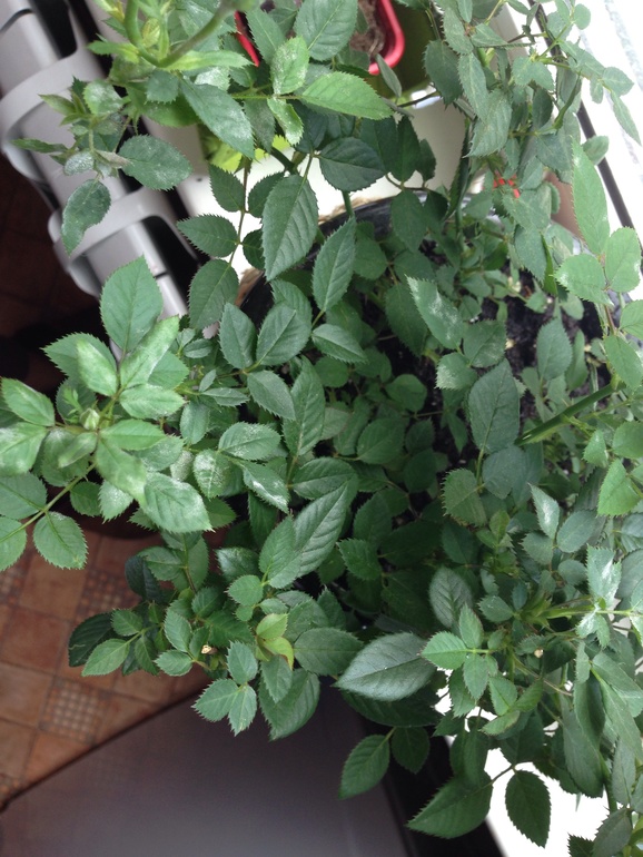 Что за белый налет?