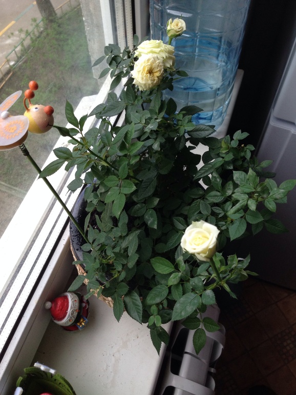 Что за белый налет?