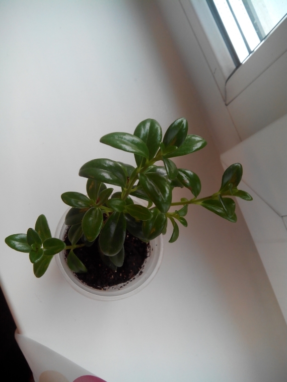 Помогите опознать цветочек