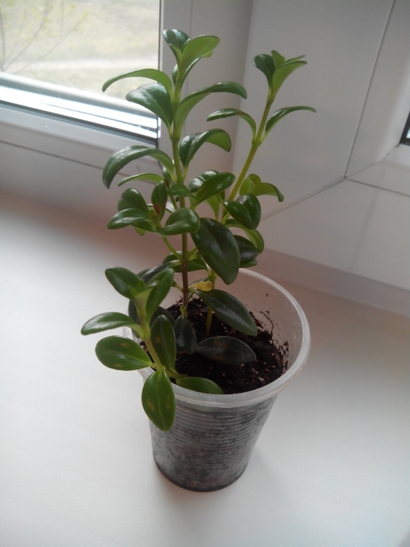 Помогите опознать цветочек