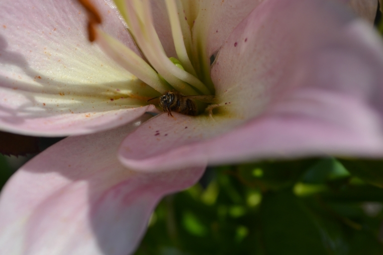 лето)