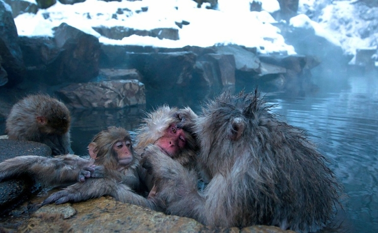 Обезьяний SPA