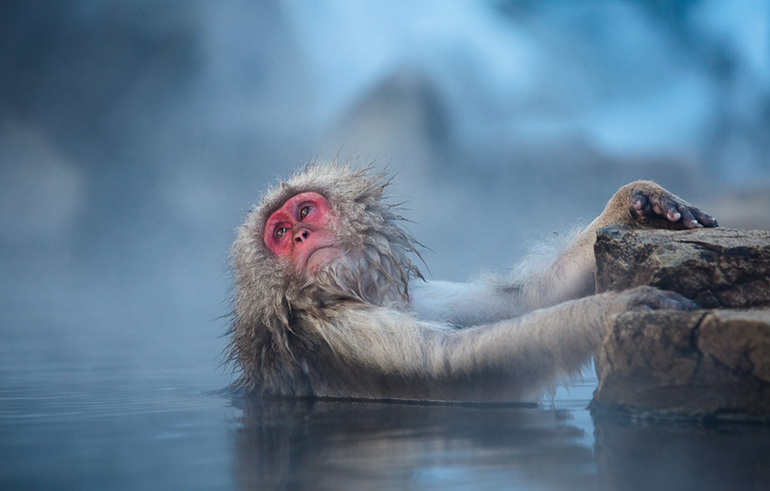 Обезьяний SPA