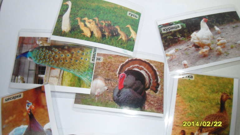 Птицы день1