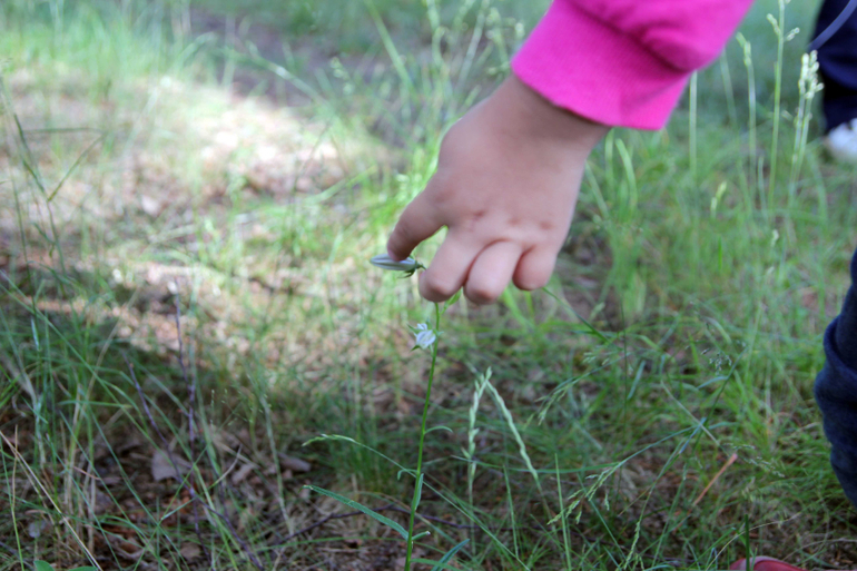 Тематические занятия ЦВЕТЫ, часть II, КОЛОКОЛЬЧИКИ.