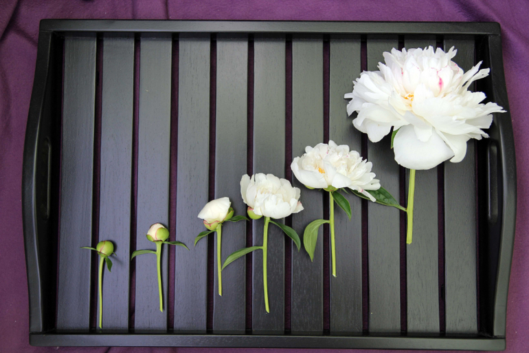 Тематические занятия ЦВЕТЫ, часть 1, вводная)))