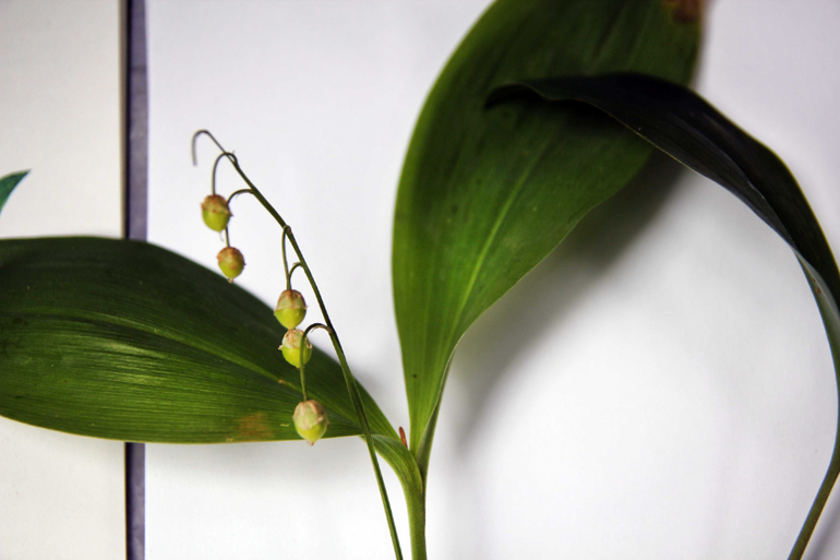 Тематические занятия ЦЫЕТЫ, часть 5, ЛАНДЫШ и ЖАСМИН