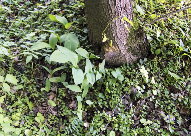 Тематические занятия ЦЫЕТЫ, часть 5, ЛАНДЫШ и ЖАСМИН