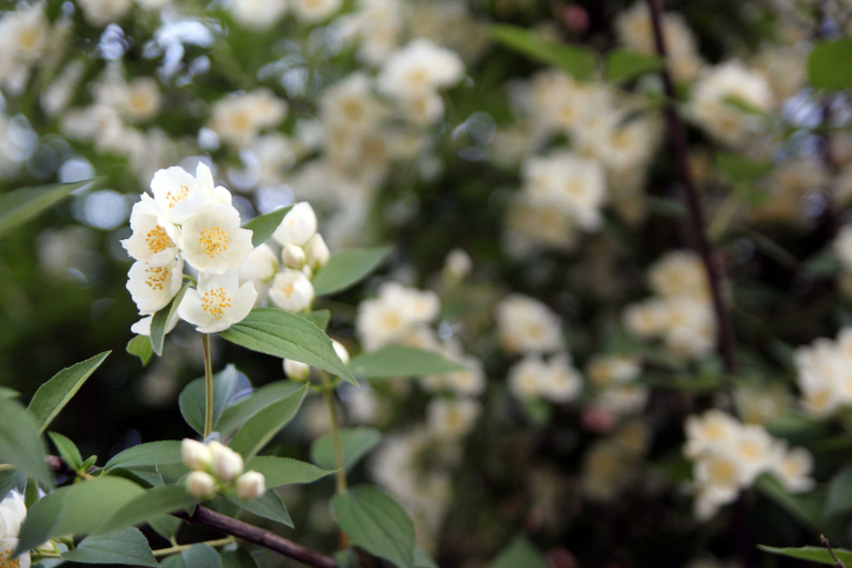 Тематические занятия ЦЫЕТЫ, часть 5, ЛАНДЫШ и ЖАСМИН