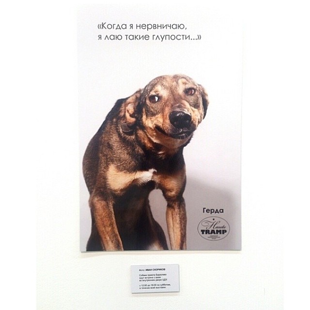 Фестиваль домашних питомцев