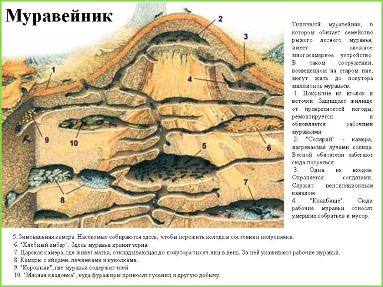Муравейник — 12 ответов | форум Babyblog