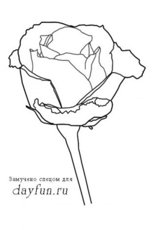 Как нарисовать розу?