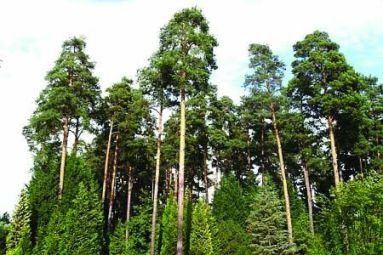 Продажа элитных участков в Репино В поселке Репино на продажу выставлено более 10 земельных объектов.