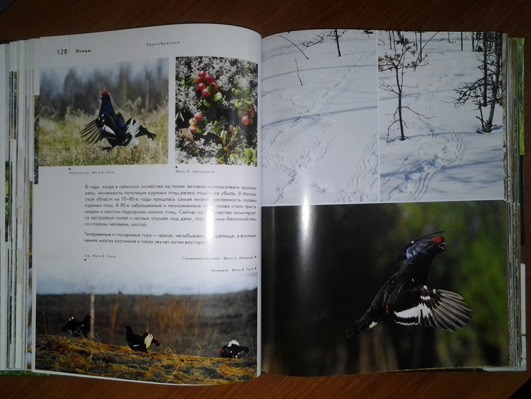 Дикие животные от Эксмо.