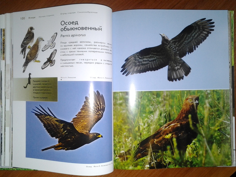 Дикие животные от Эксмо.