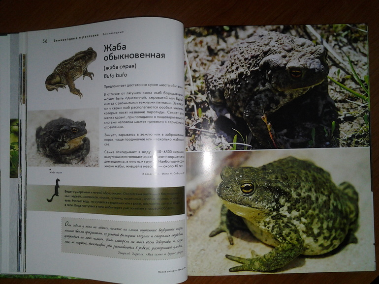 Дикие животные от Эксмо.