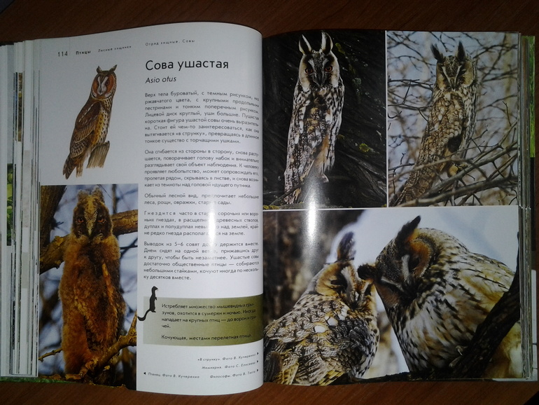 Дикие животные от Эксмо.