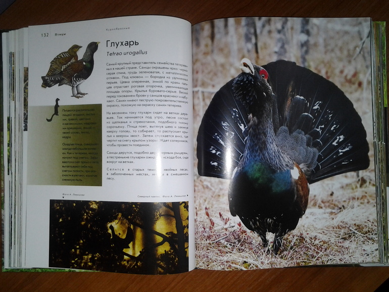 Дикие животные от Эксмо.