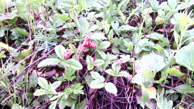 Земля в Москве