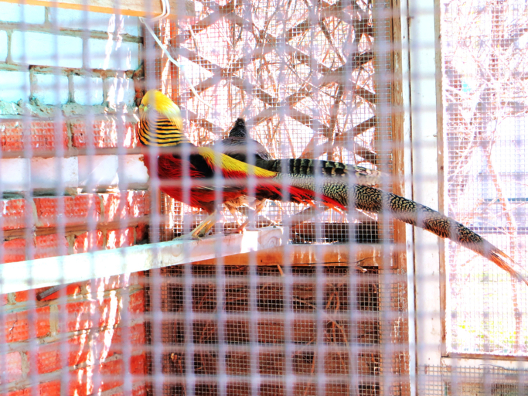 Поездка в частный зоопарк в г. Раменское