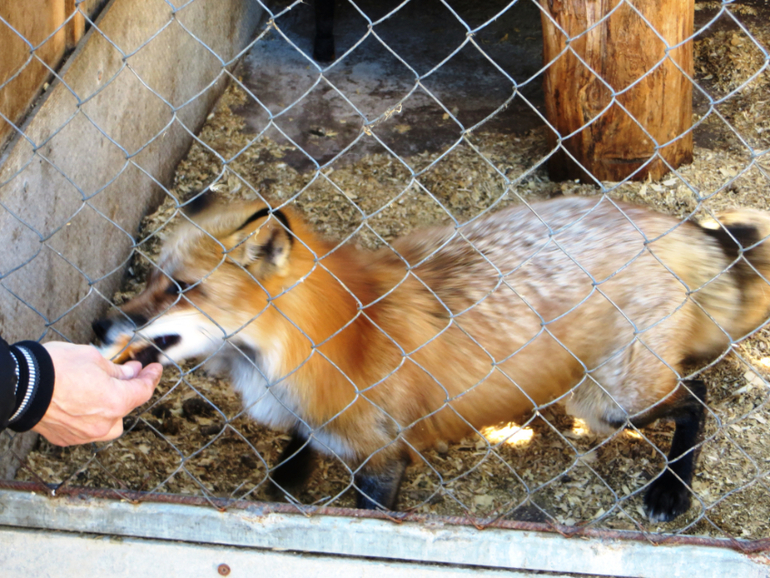 Поездка в частный зоопарк в г. Раменское