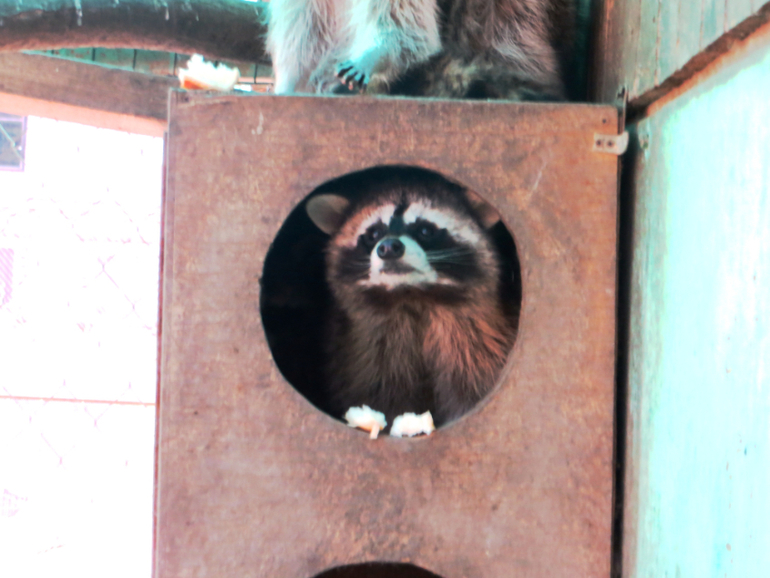 Поездка в частный зоопарк в г. Раменское