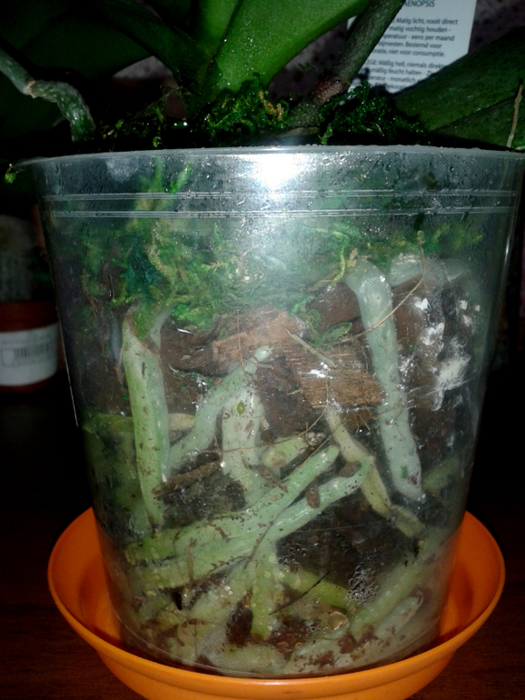 Орхидеус-обыкновенус)))