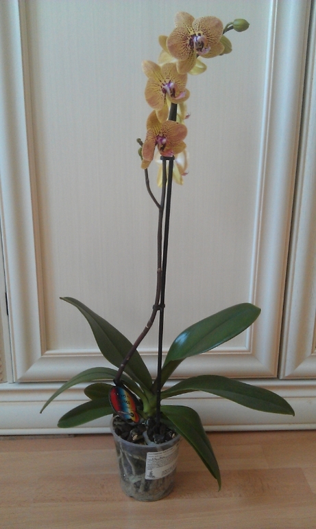 Новые орхидеи - новые вопросы.