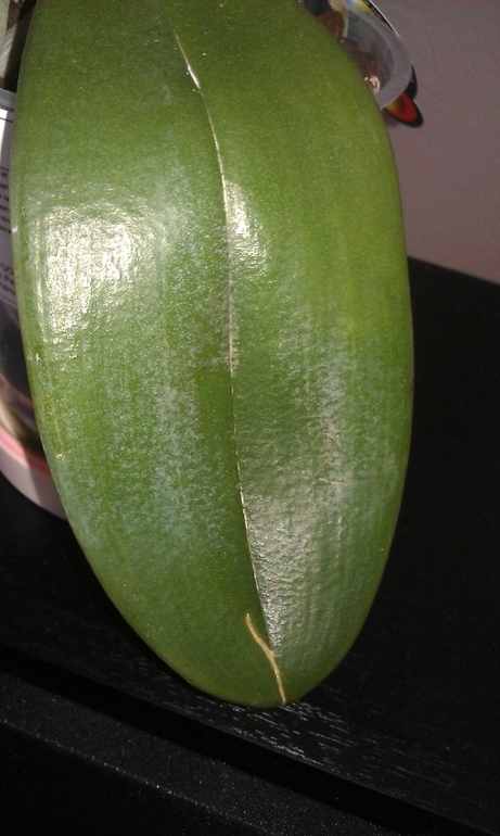 Новые орхидеи - новые вопросы.