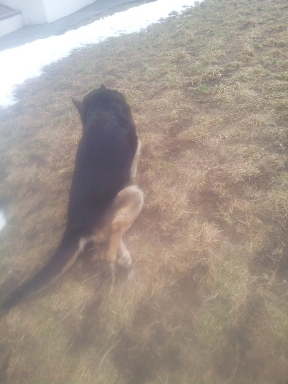 Восточно-Еропейская овчарка-сбила машина отнялись лапы