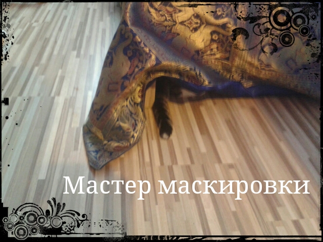 Маруся - кошка летяга!