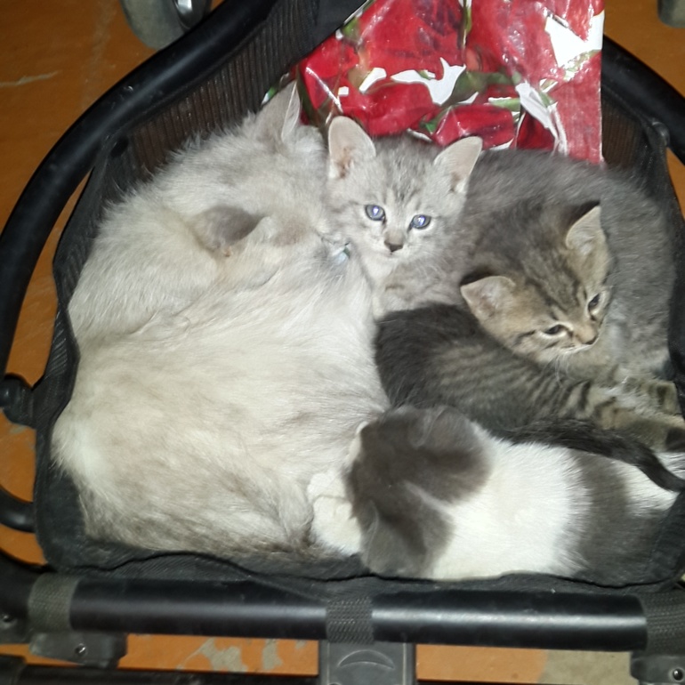 рассказ о приёмном ребёнке