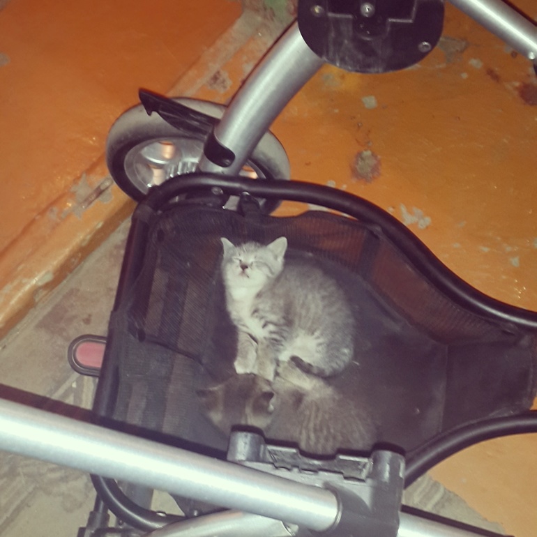 рассказ о приёмном ребёнке