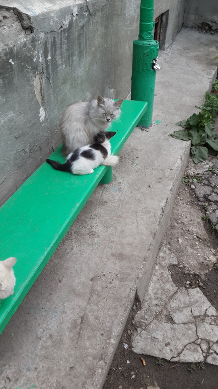 рассказ о приёмном ребёнке