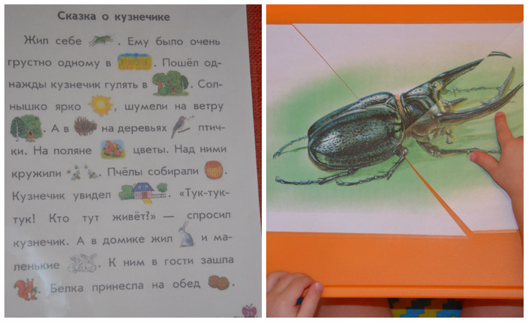 ТН Насекомые. Муха, жуки, кузнечик.