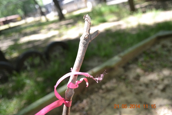 «Сказочные прогулки»