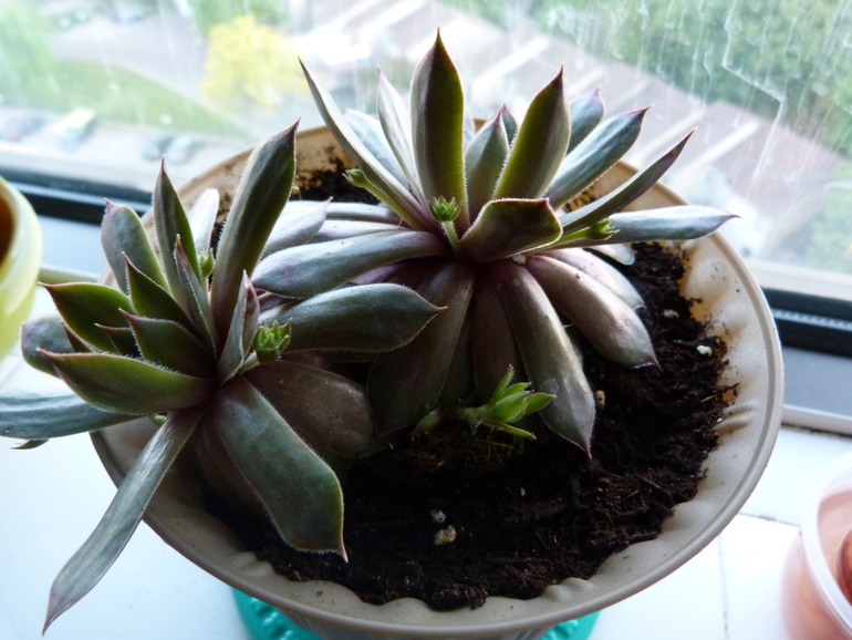 Ева и цветок.