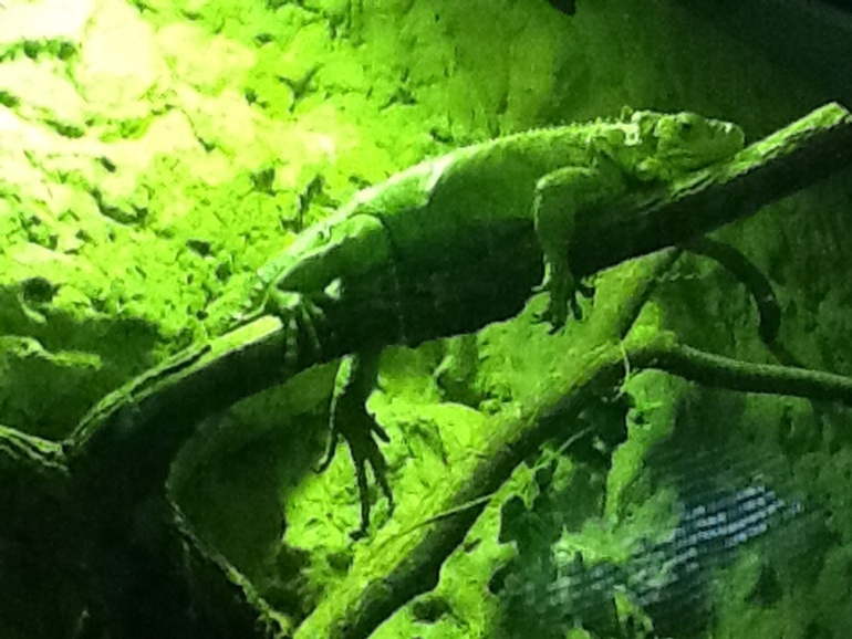 ЗООПАРК  продолжение 01.05.2014