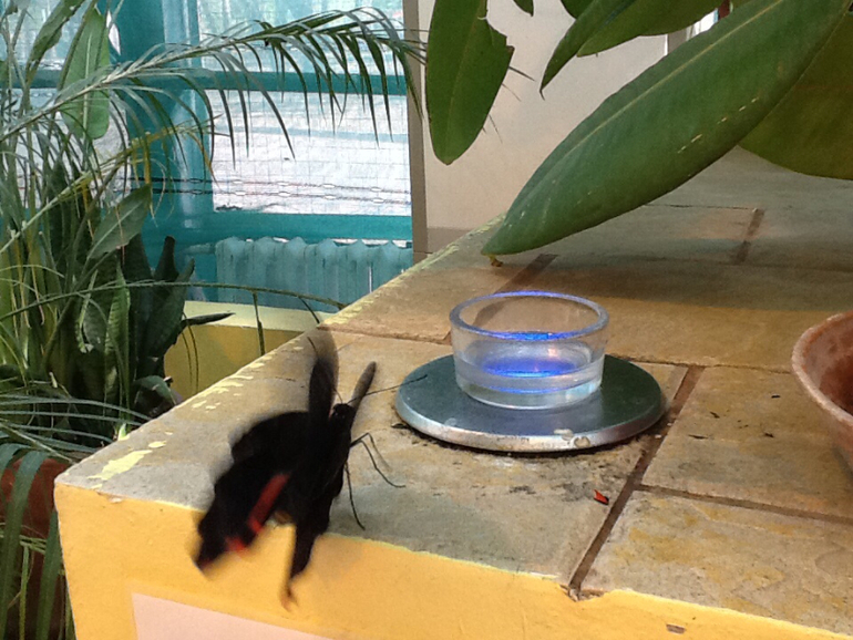 ВВЦ Дом  Бабочек 02.05.2014