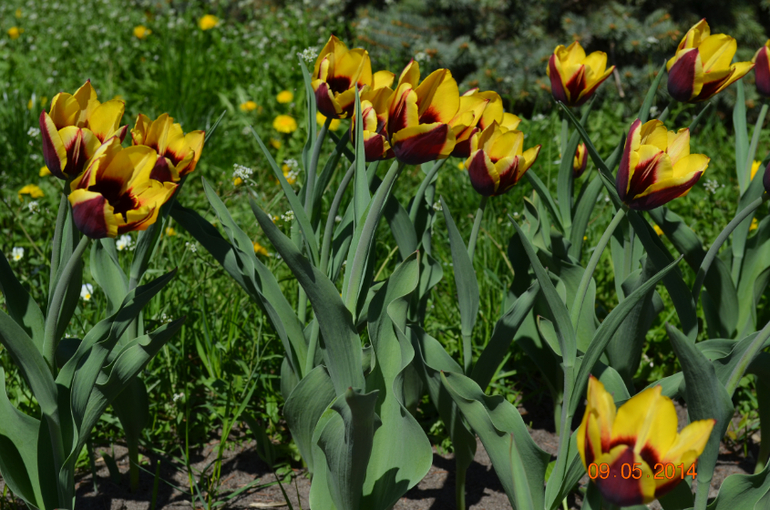 день победы... парад