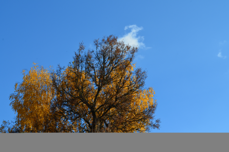 b3c94a59b338419411ca688ea5075a11.jpg