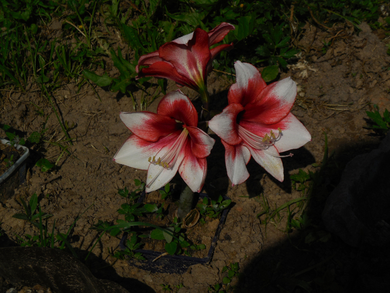 Моя любимая дача