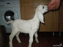 Имя для козлюши