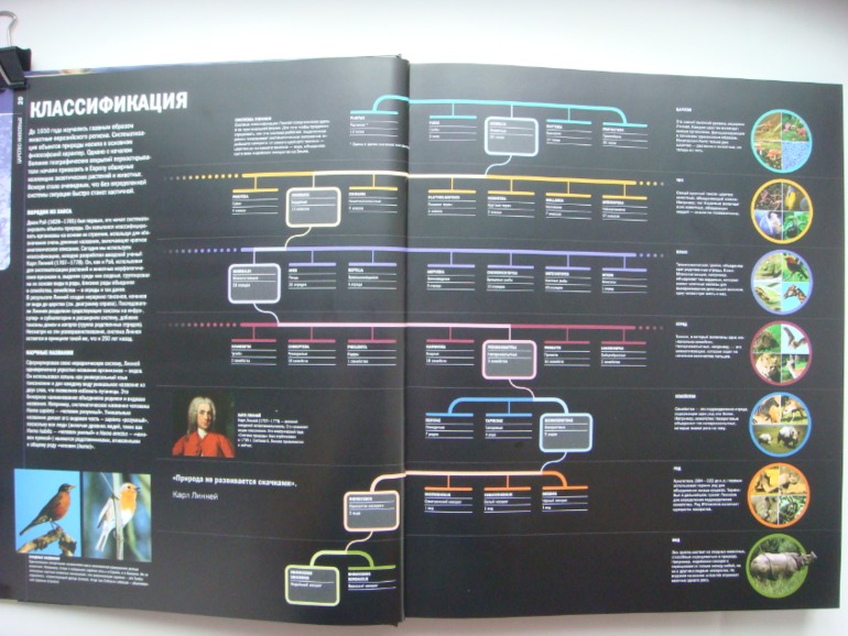 Животные. Большая иллюстрированная энциклопедия