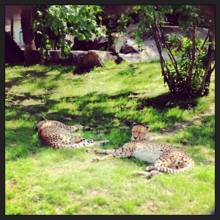 Московский зоопарк