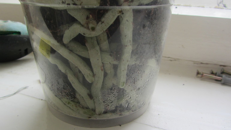 Помоги не загубить орхидею