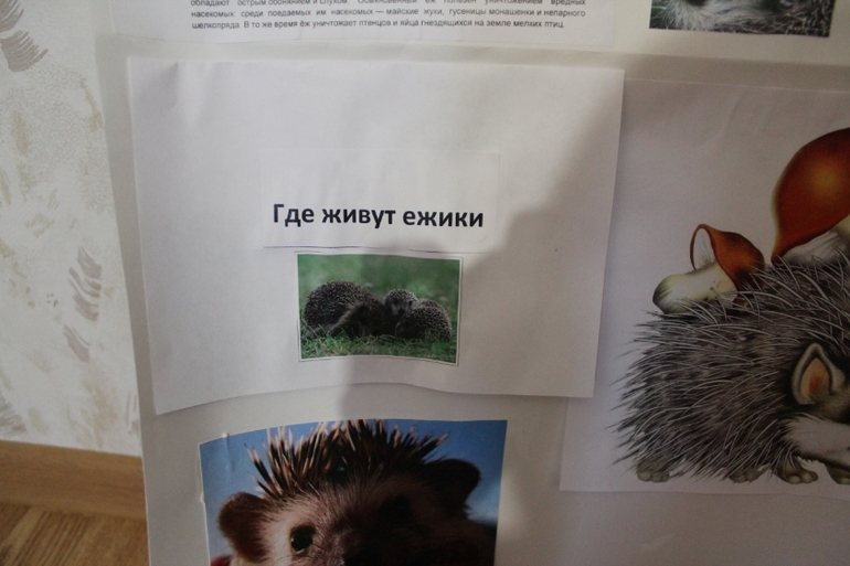 ТД Ежик
