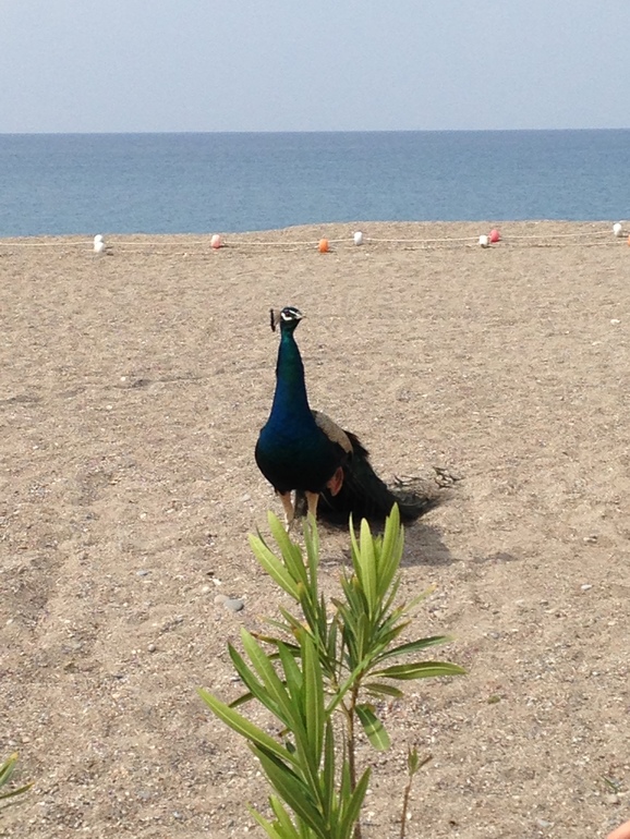 Вернулись из Турции)) (фото)