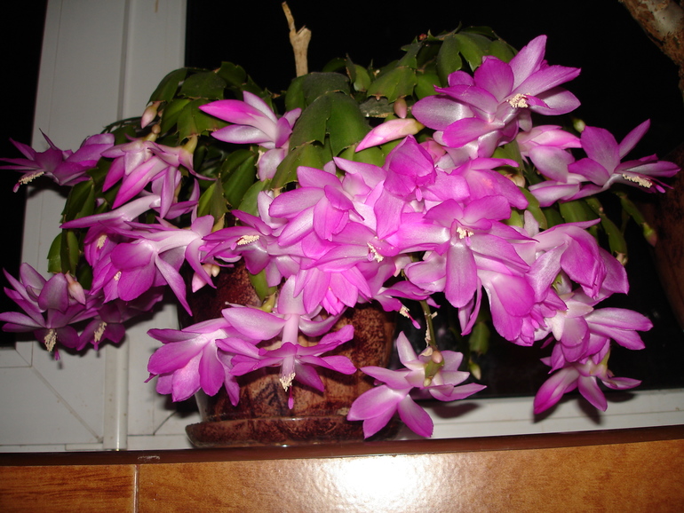 Декабристик