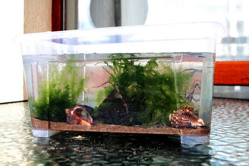 Море дома, или ахатины подождут...